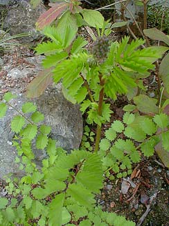 Salad Burnet