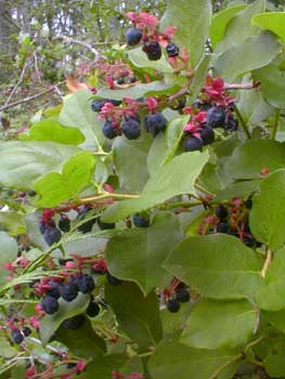 Salal in bloom