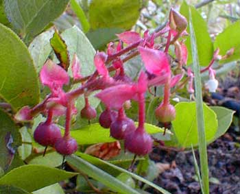 Salal fleshy sepals