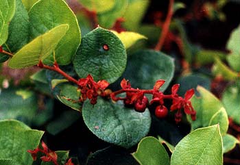 Salal Fruit