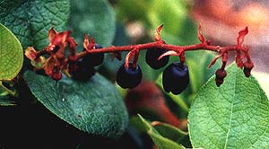 Salal Fruit, Ripe