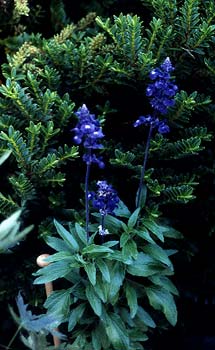 Blue Sage