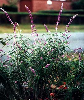 Dwarf Sage