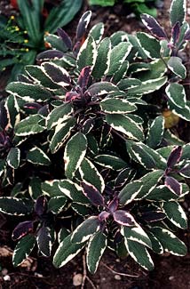 Tricolor Sage