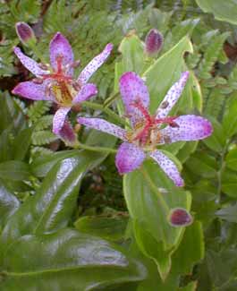 Toad Lily