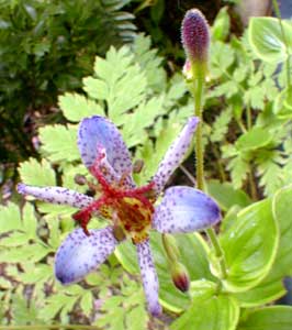Toad Lily Bloom