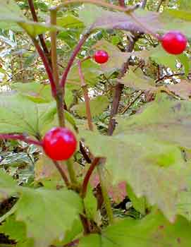 Highbush Cranberry