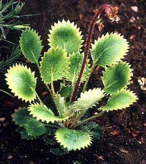 Toothed Saxifrage