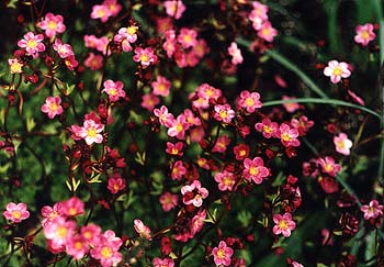 Saxifraga blossoms