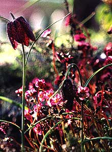 Saxifraga with Checkered Lily