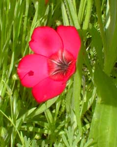 Scarlet Flax