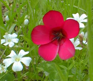 Scarlet Flax