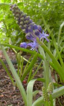 Meadow Squill