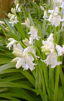 White Squill