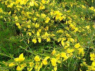 Wild Broom