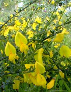 Wild Broom