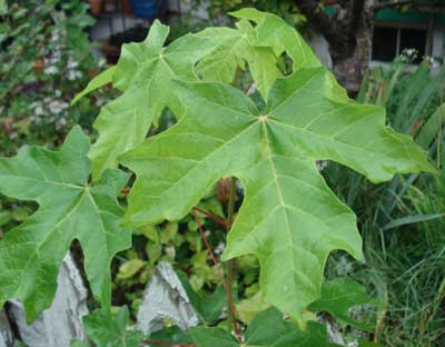 Bigleaf Maple