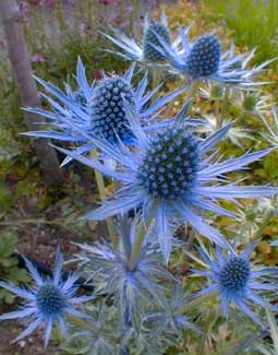 Sea Holly