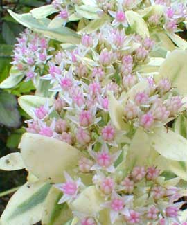 Frosty Morn Sedum