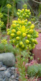 Reflexed Stonecrop