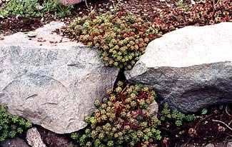 Sedum oreganum