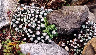 A white sedum