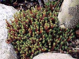 Sedum