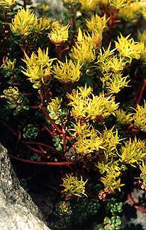 Stonecrop Flowers