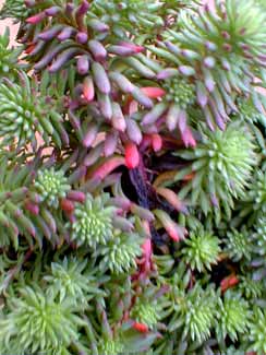 Reflexed Stonecrop