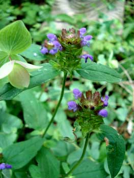 Selfheal