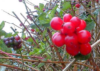 Serotina honeysuckle