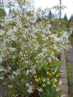 Serviceberry