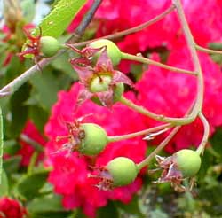 Serviceberry