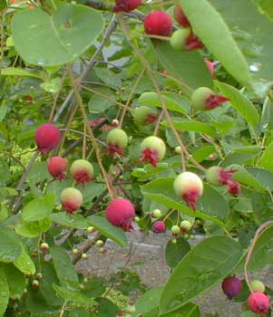 Serviceberry