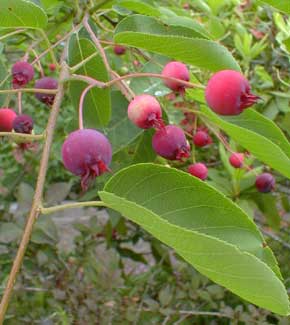 Serviceberry