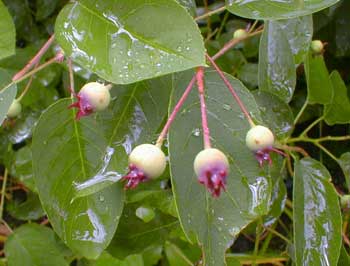 Serviceberry