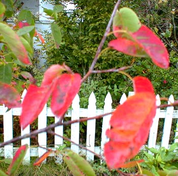 Serviceberry