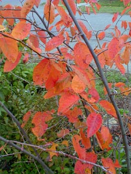 Serviceberry