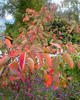 Serviceberry