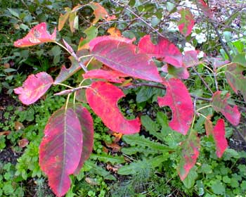 Serviceberry