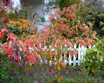 Serviceberry