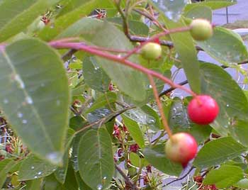 Serviceberry