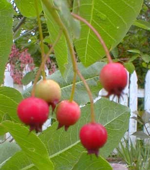 Serviceberry