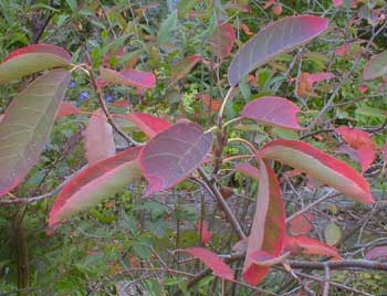 Serviceberry