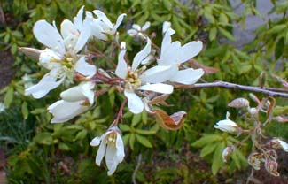 Serviceberry