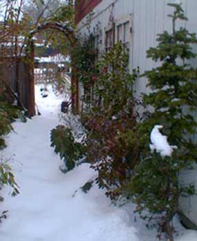 Shade Corridor