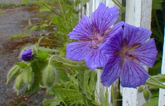 Showy Geranium