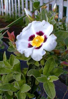 Rockrose