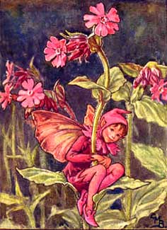 Catchfly Fairy