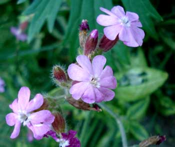 Variegated Catchfly